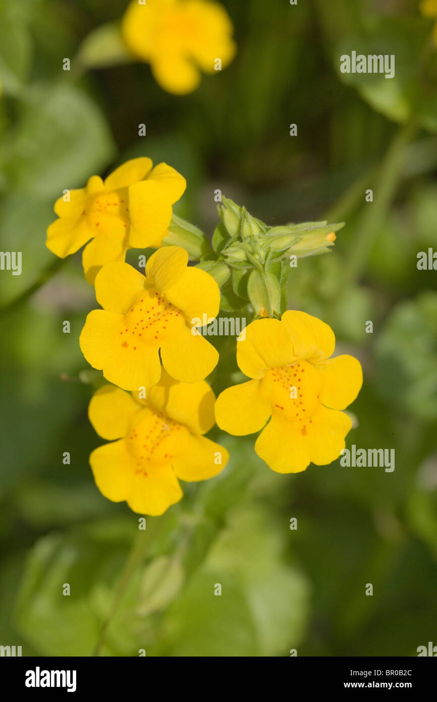 Monkeyflower (Mimulus guttatus). Introduction, escaped from gardens in Britain early 19th century. Originally from Alaska. Stock Photo