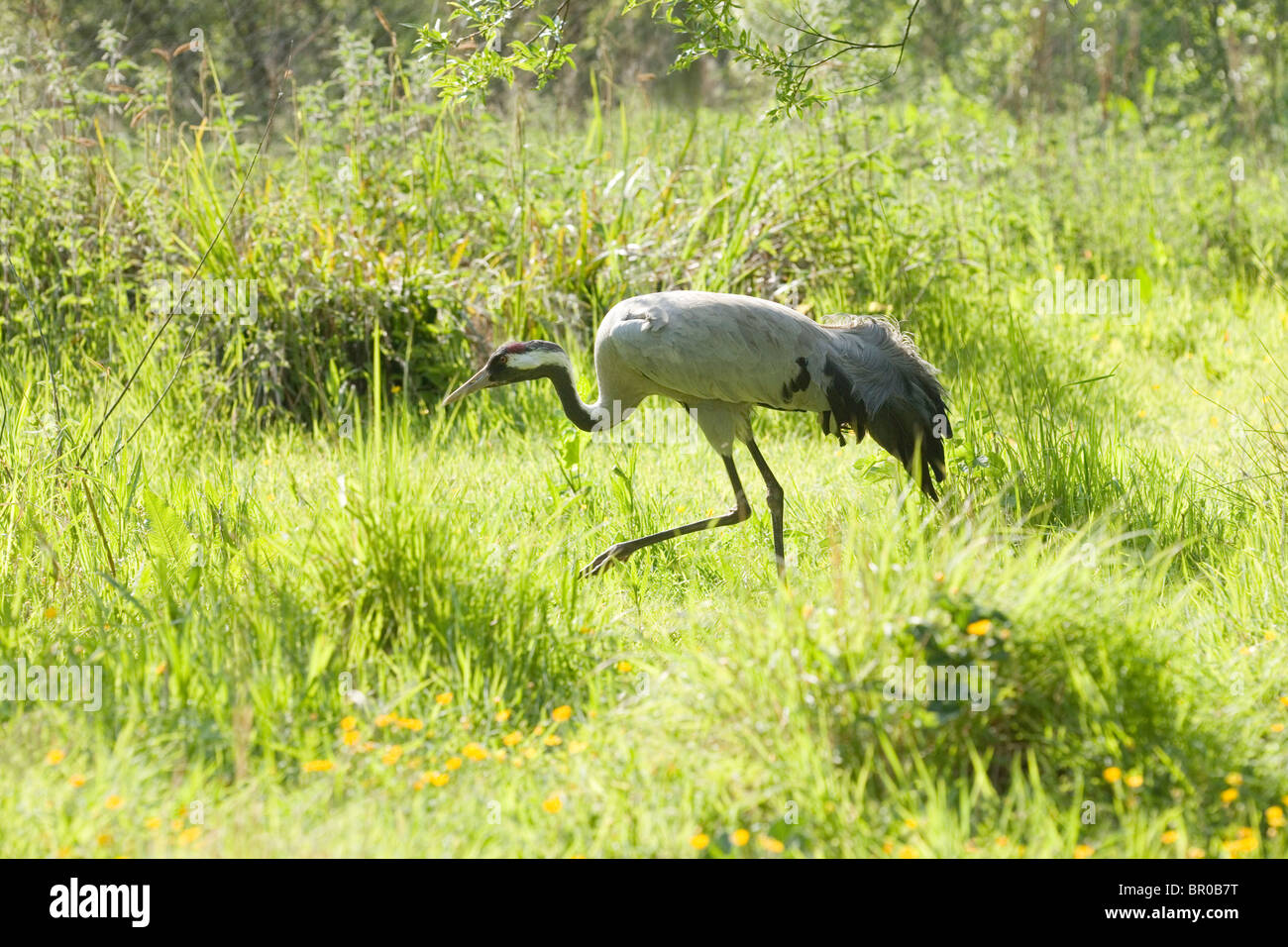 Common or Eurasian Crane (Grus grus). Male, creeping, skulking, retreating, away from nest site area. Stock Photo