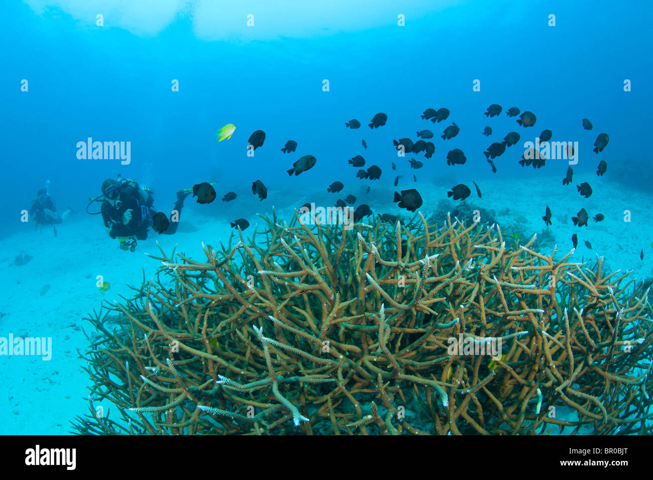 scuba divers at Similan Islands Underwater Park, Thailand, SE Asia Stock Photo