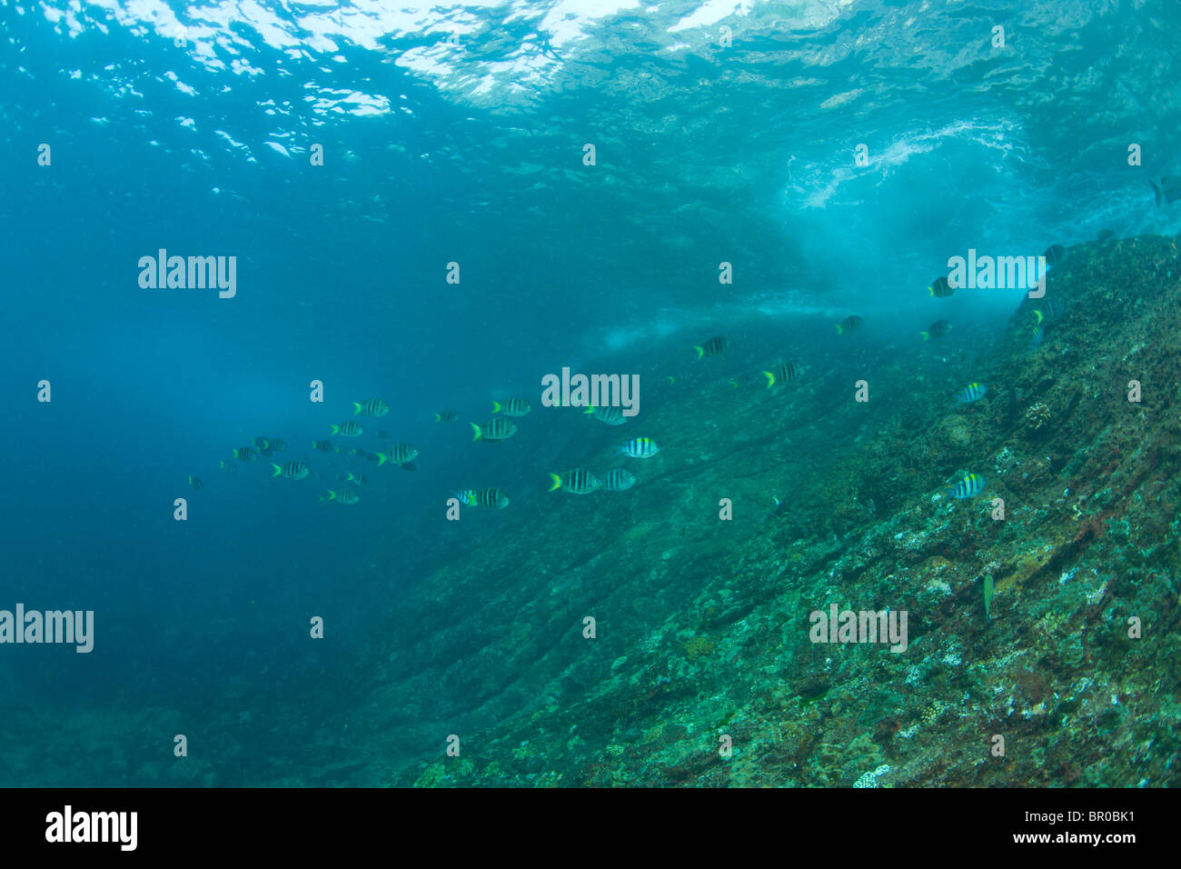 Scuba diving at Similan Islands Underwater Park, Thailand, SE Asia