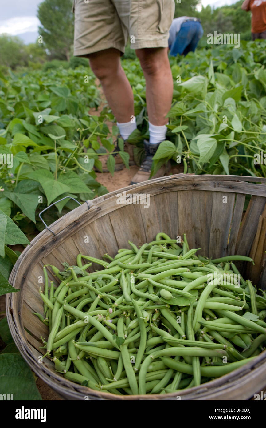 basket full of freshly picked green beans in front of farm worker Stock Photo
