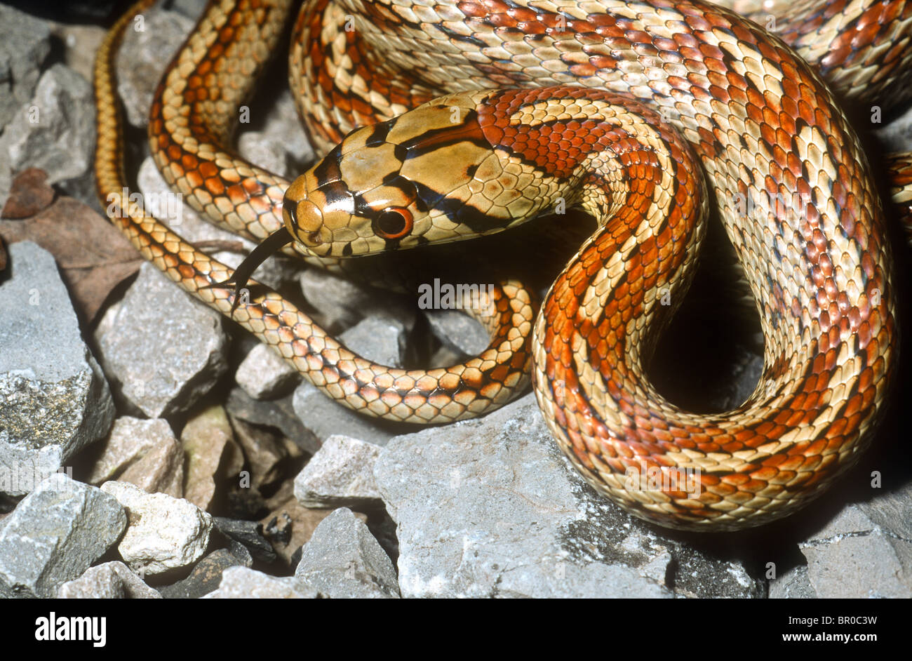 Leopard snake, Zamenis situla, Striped form Stock Photo