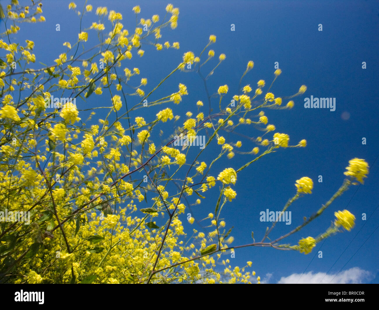Mustard seed flowers in Los Osos, California Stock Photo Alamy