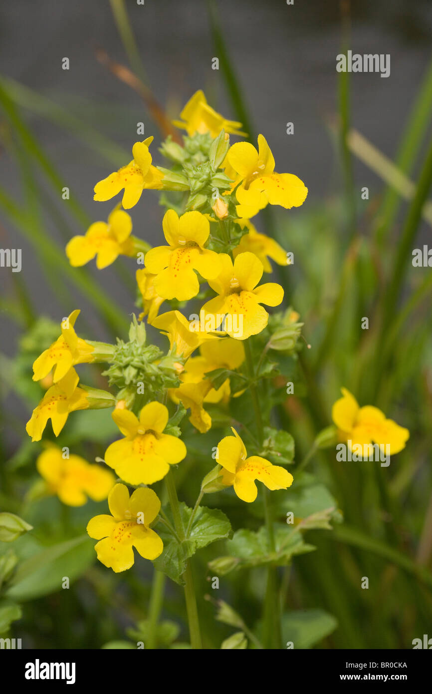 Monkeyflower (Mimulus guttatus). Introduction, escaped from gardens in Britain early 19th century. Originally from Alaska. Stock Photo