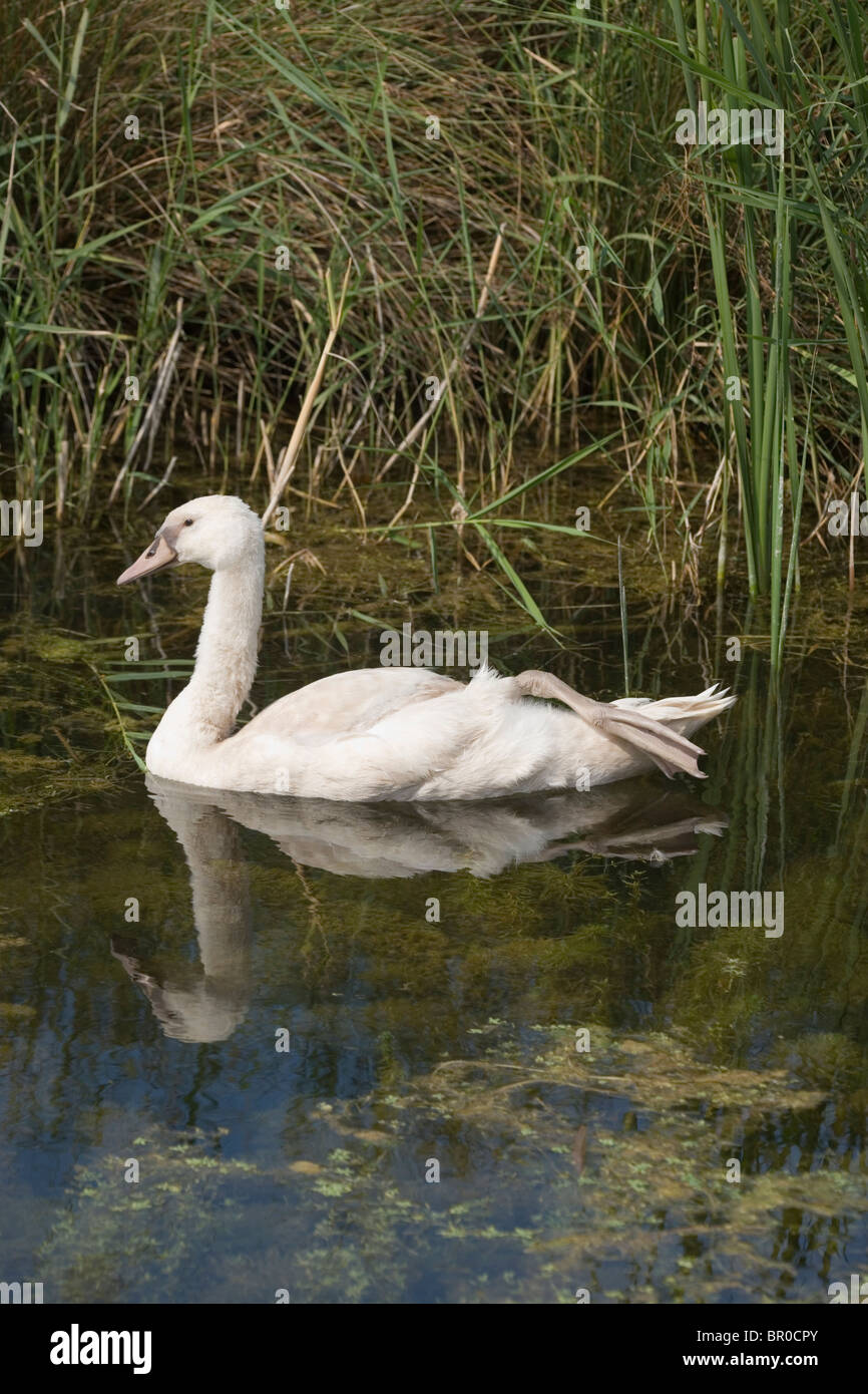Mute Swan (Cygnus olor), swimming in a dyke, with one foot. Foot withdrawn held over rump pale pink, indicative Polish mutation. Stock Photo