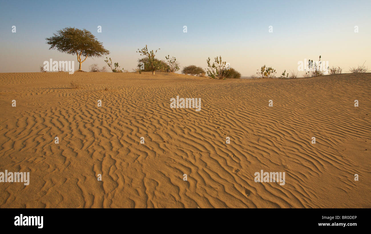 Dunes between Jaisalmer and Jodhpur Stock Photo Alamy