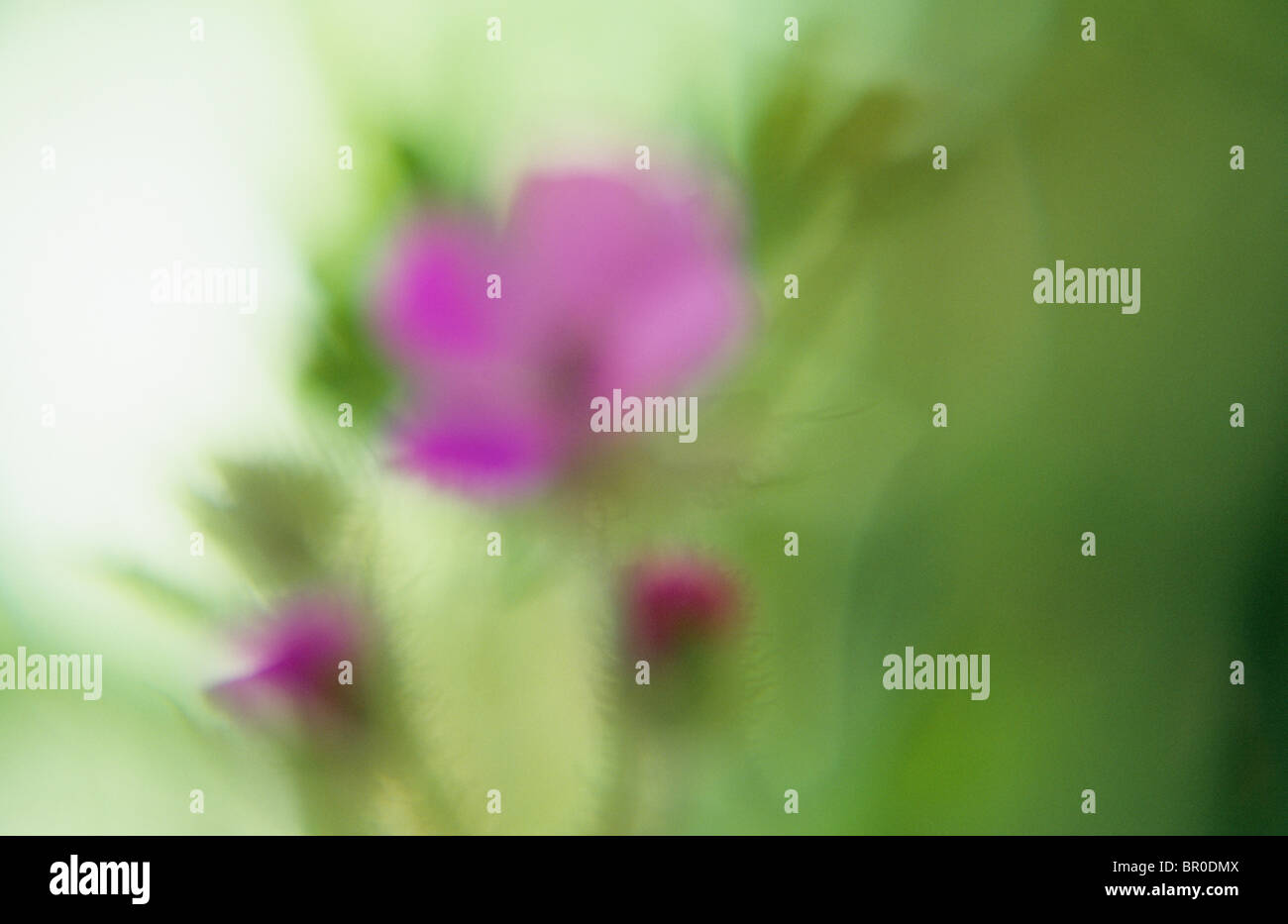 Backlit pink flowers buds hi-res stock photography and images - Alamy