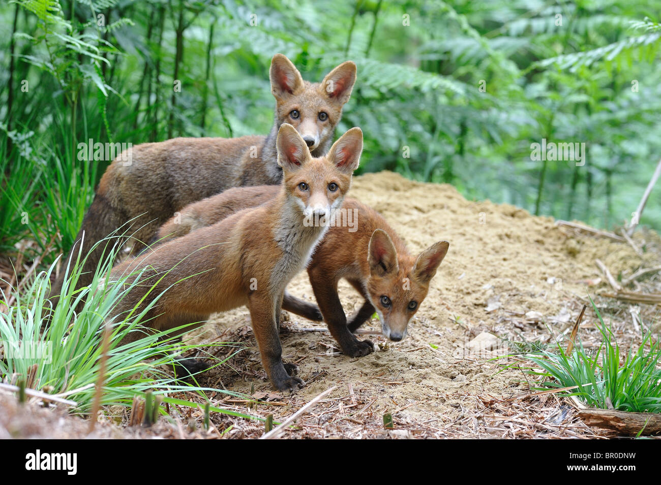 Common red fox (Vulpes vulpes) - Trio of five-month-old cubs standing ...