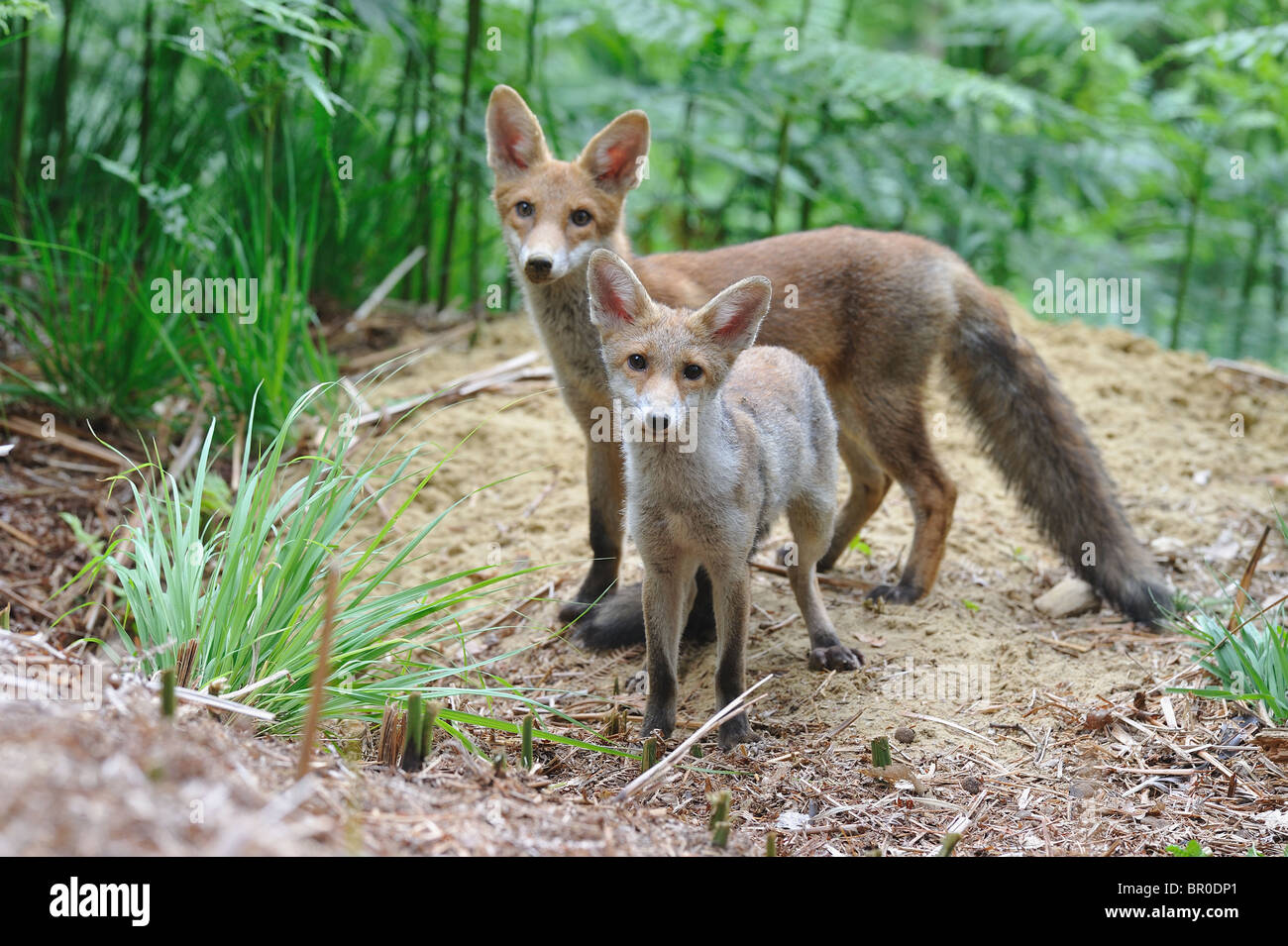 Common red fox (Vulpes vulpes) - Pair of five-month-old cubs standing ...