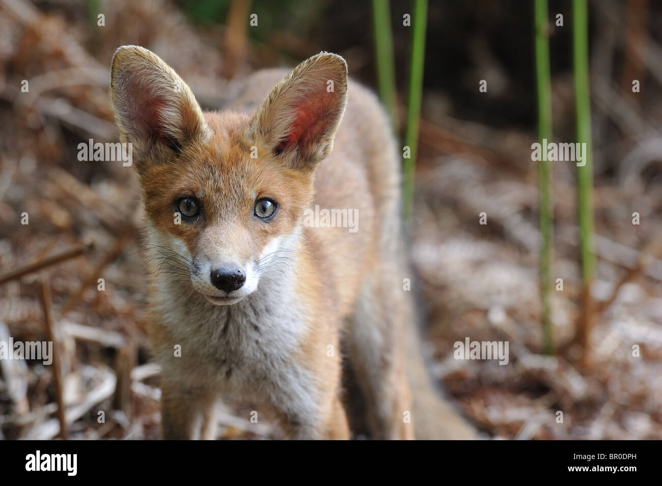 Common red fox (Vulpes vulpes) - Portrait of a five-month-old cub in ...