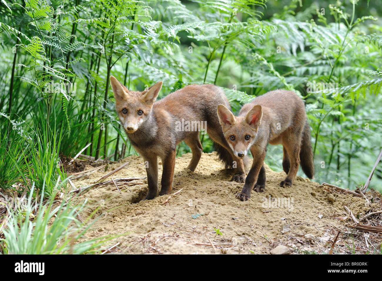 Common red fox (Vulpes vulpes) - Pair of five-month-old cubs standing ...