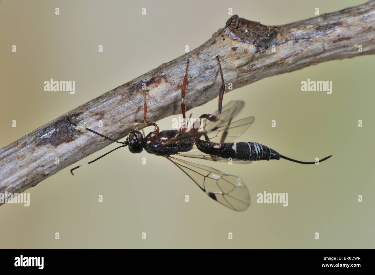 Ichneumon fly (Xorides praecatorius) on branch - bark & wood boring insect Stock Photo