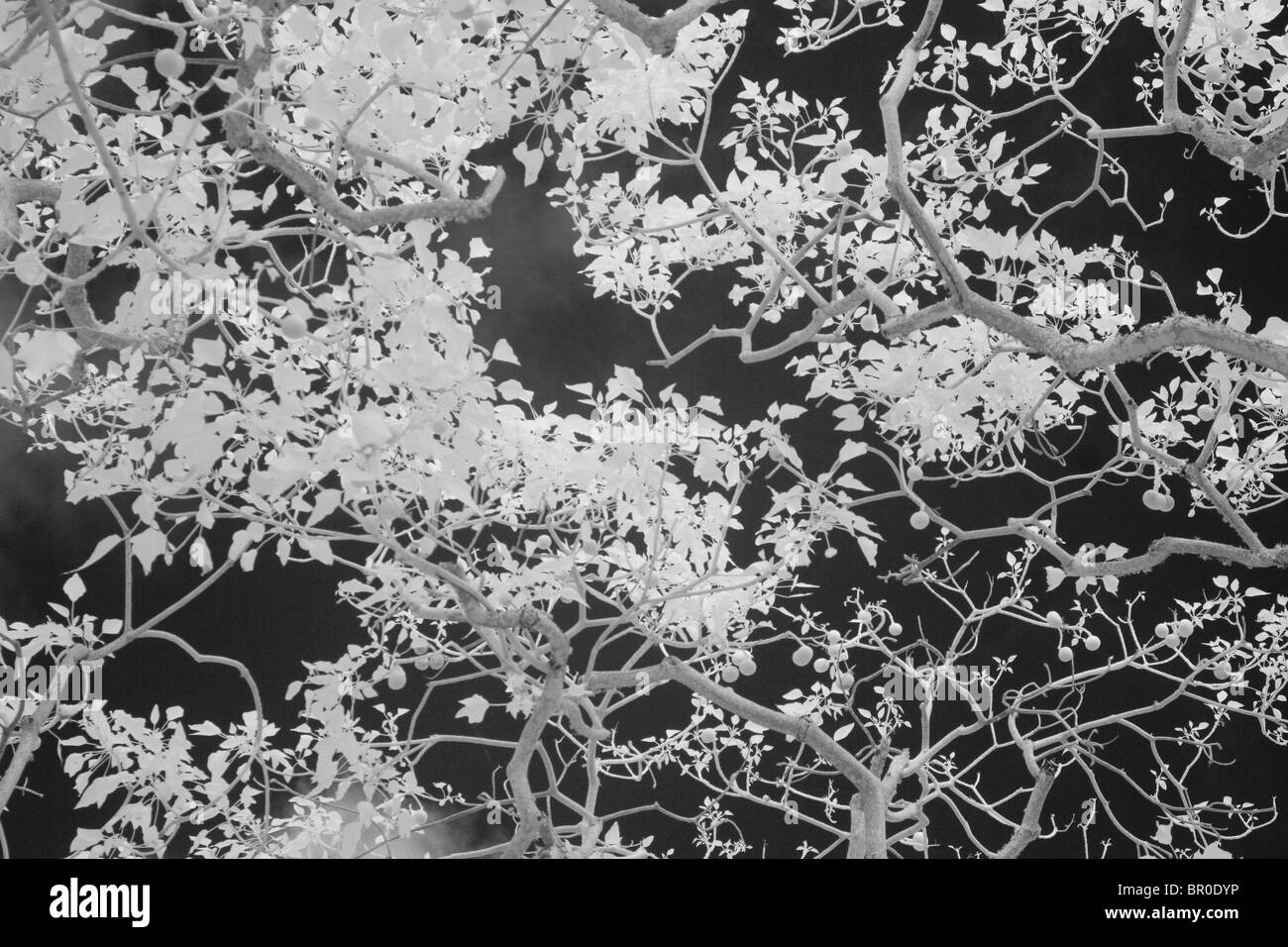 A low angle view of Candlenut (Aleurites moluccana) tree branches also known as the KukuÕi tree on Molokai, Hawaii. (Infrared) Stock Photo
