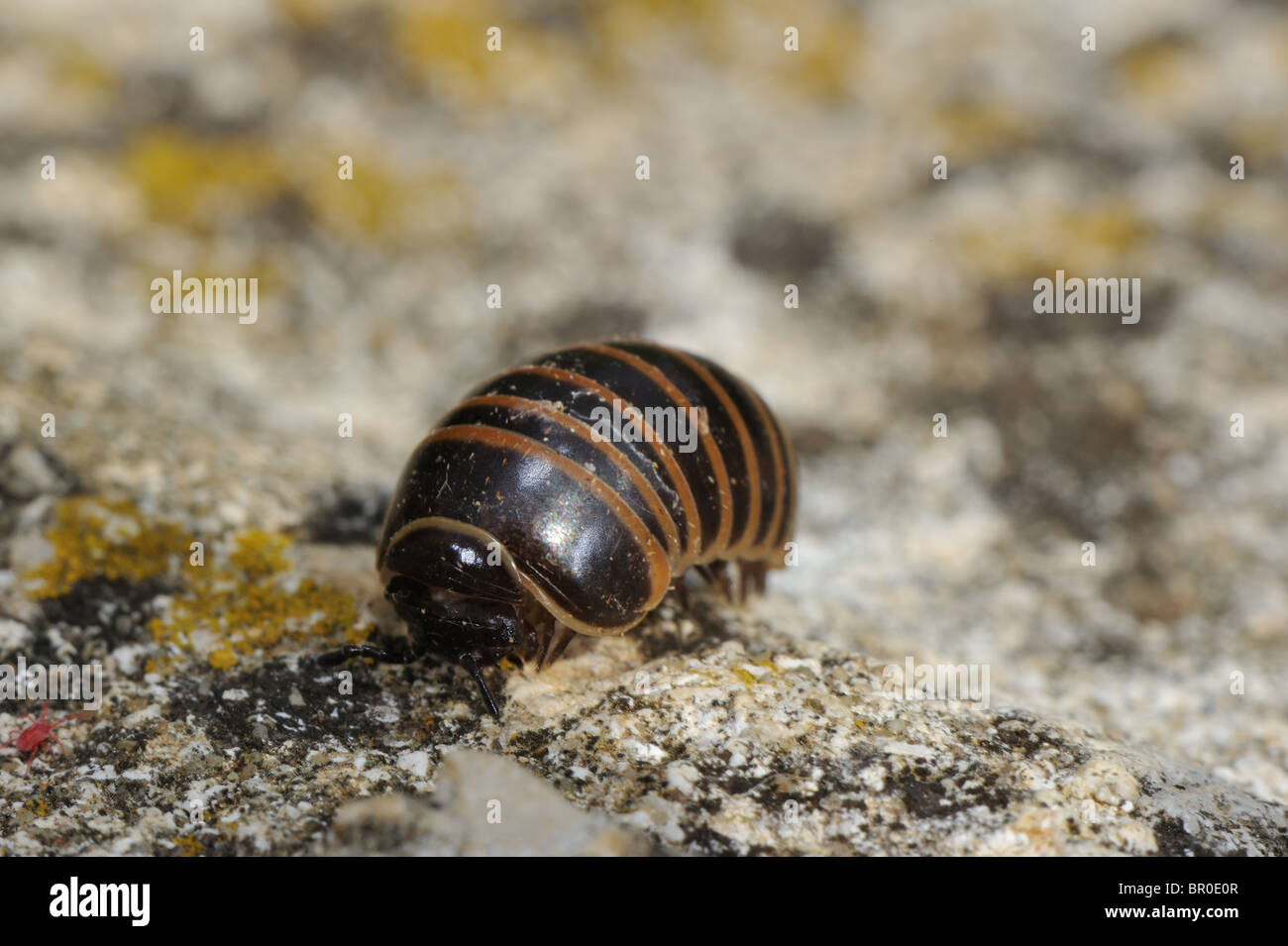 Pill millipede (Glomeris marginata) walking - Vaucluse - Provence - France Stock Photo