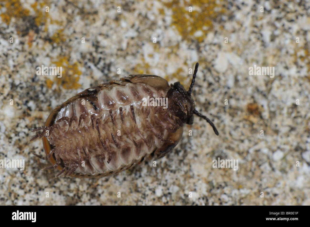 Pill millipede (Glomeris marginata) underside view showing the many pairs of legs - Vaucluse - Provence - France Stock Photo
