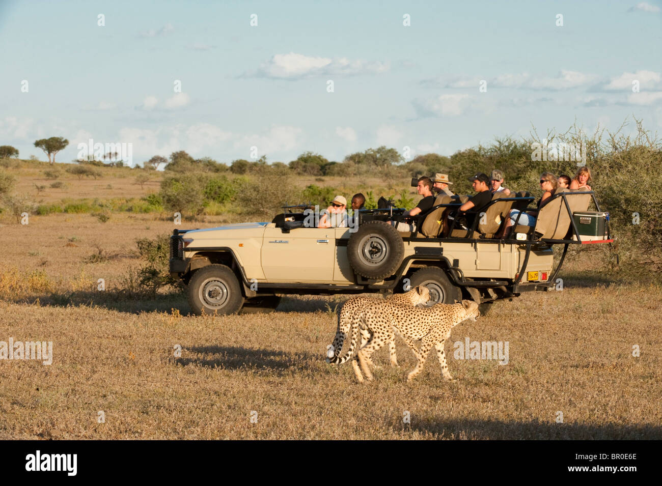 Tourists watching a  Cheetah on safari (Acinonyx jubatus), Mashatu Game Reserve, tuli block, Botswana Stock Photo