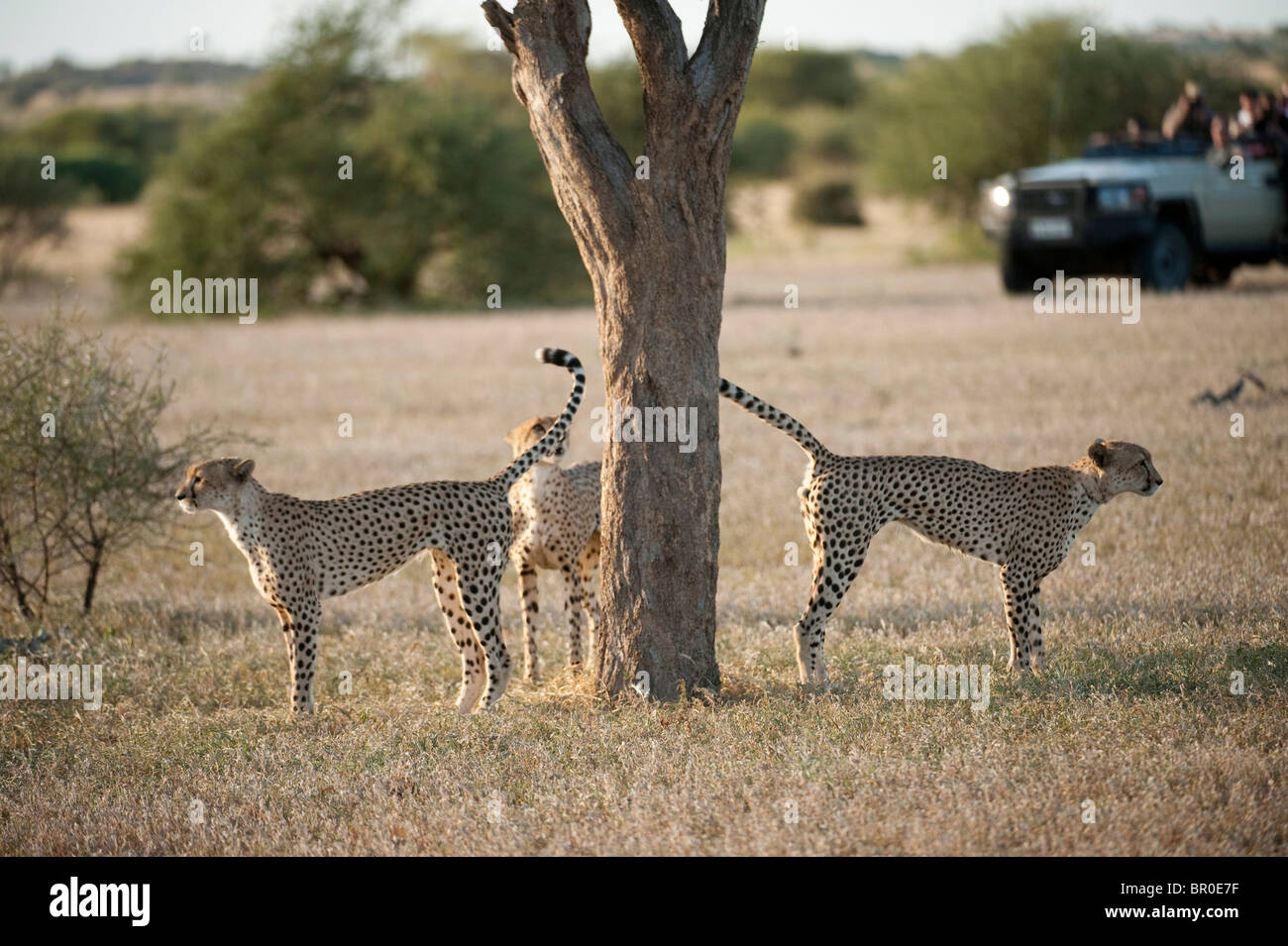 Tourists watching Cheetah on safari (Acinonyx jubatus), Mashatu Game Reserve, tuli block, Botswana Stock Photo