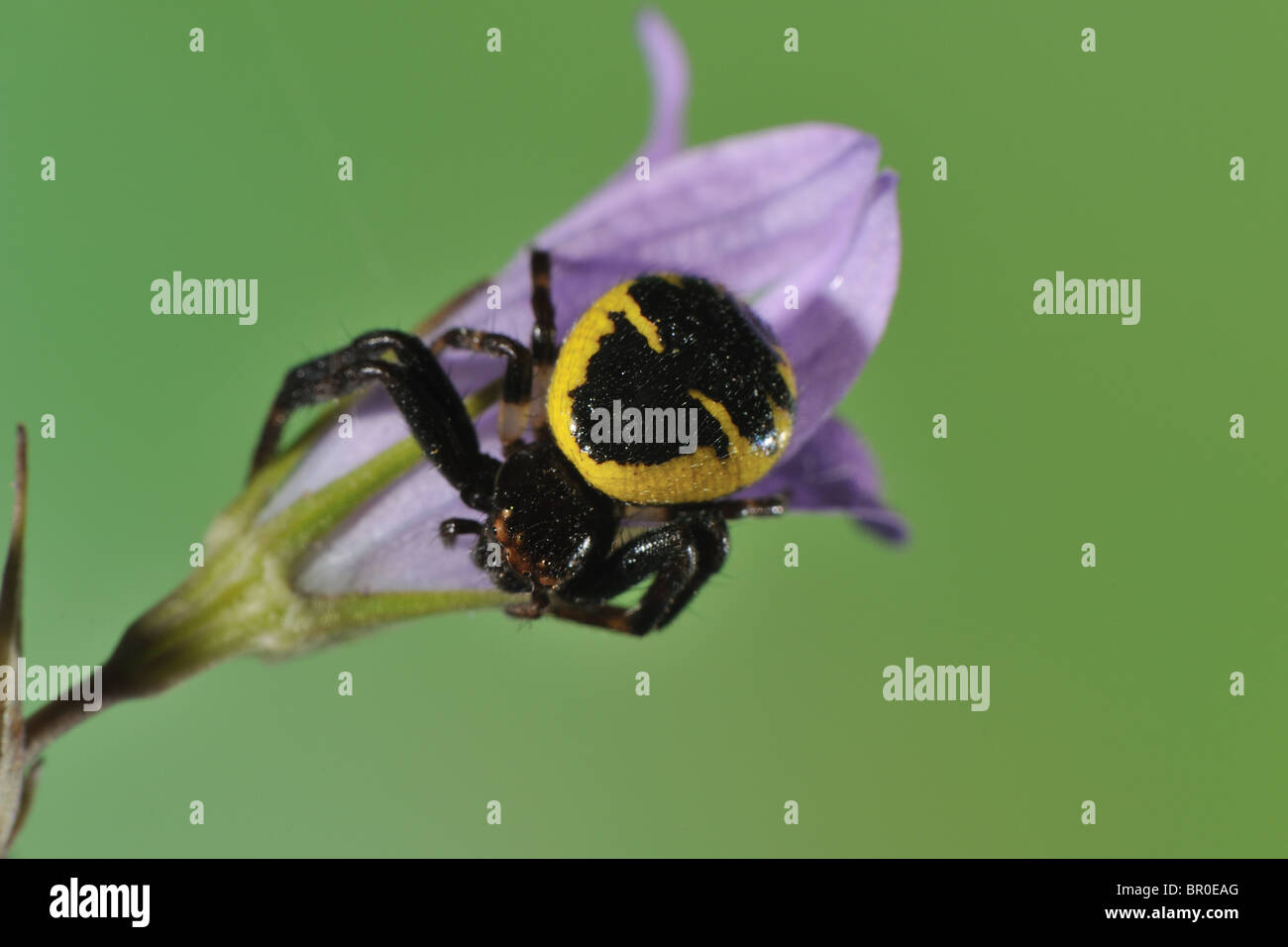 Napoleon crab spider (Synaema globosum - Synema globosum) female on flower at spring - Vaucluse - Provence - France Stock Photo