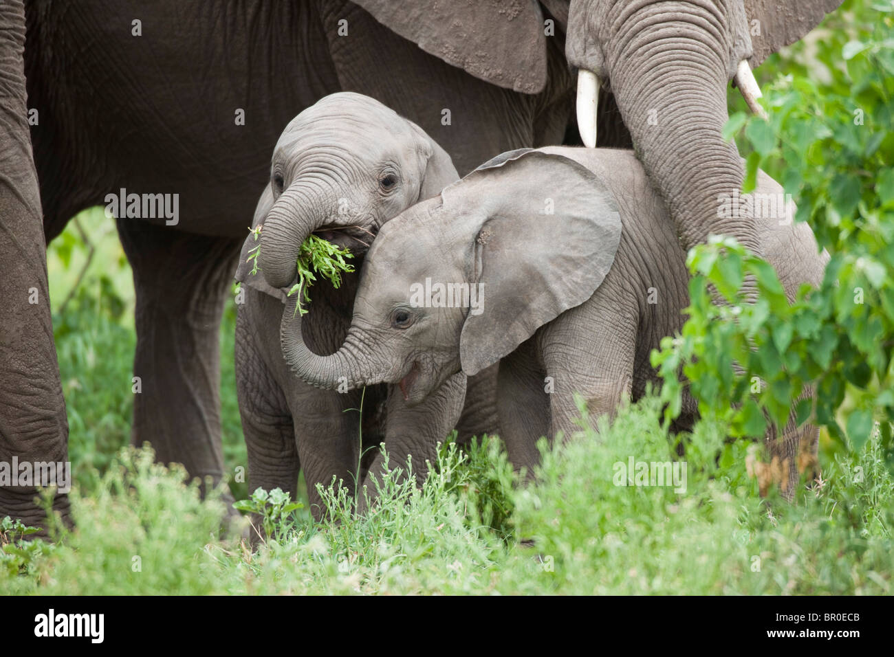 Baby elephants playing hires stock photography and images Alamy