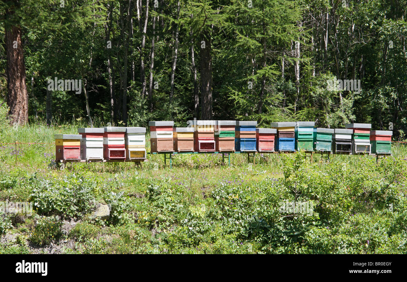 line of coloured beehives in the middle of a meadow Stock Photo
