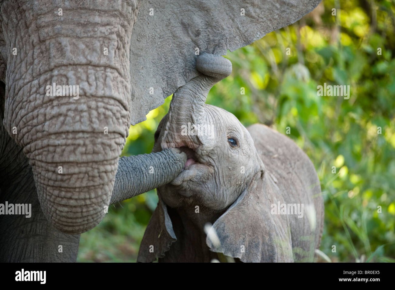Elephant trunk baby sucking hires stock photography and images Alamy