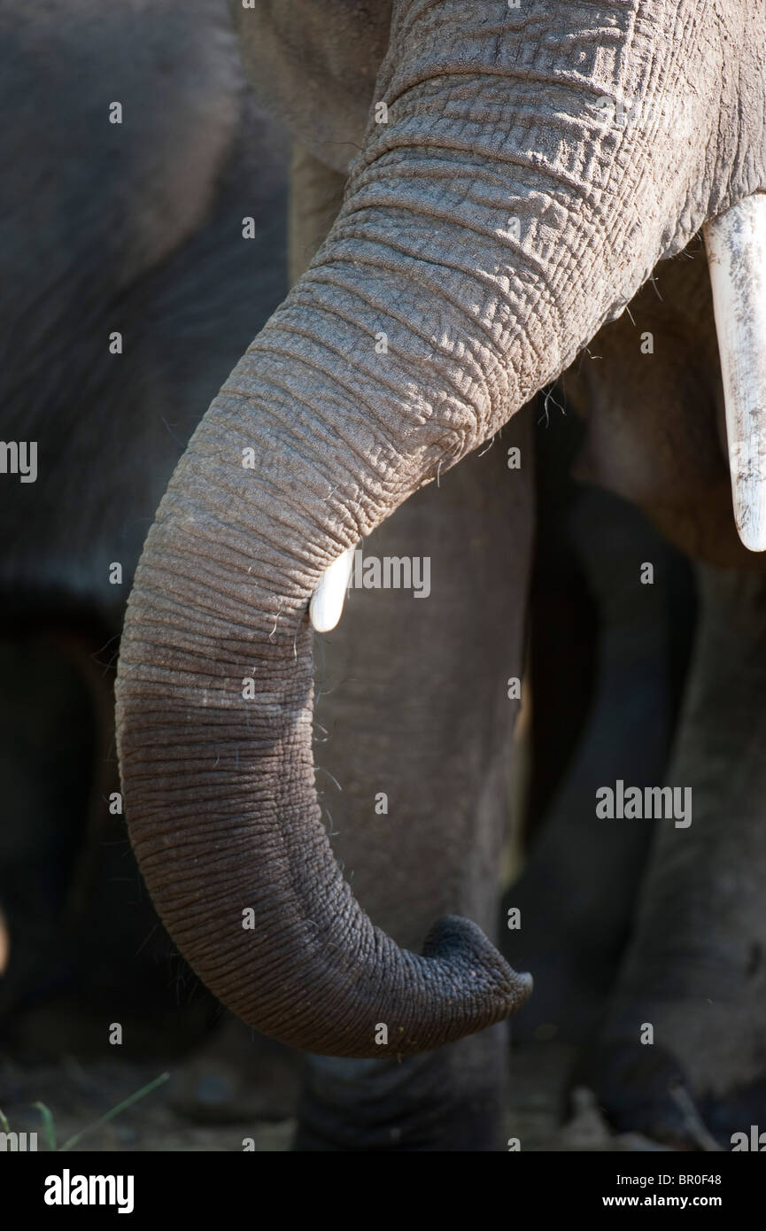 African elephant trunk ( Loxodonta africana africana), Mashatu Game Reserve, tuli block, Botswana Stock Photo