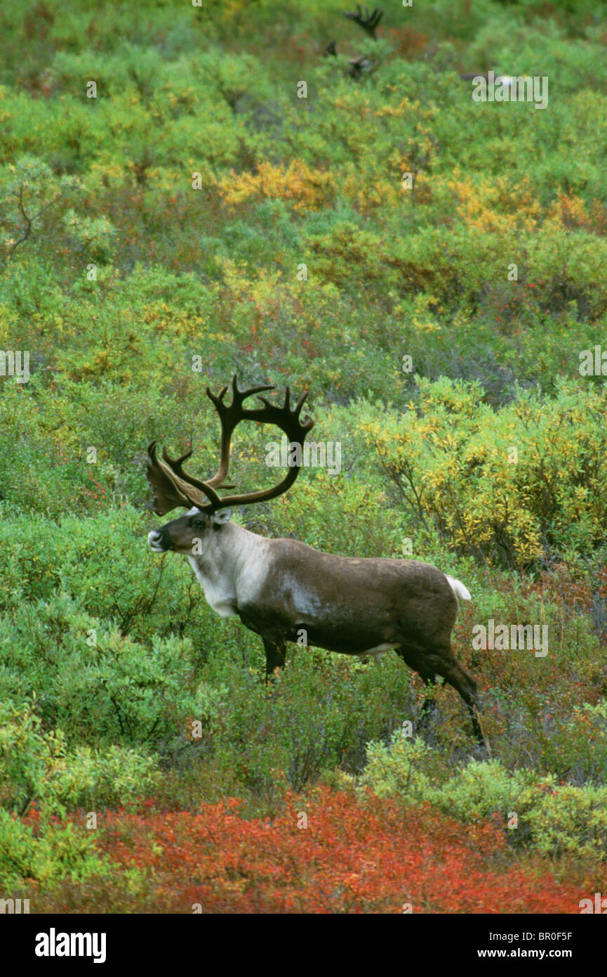 Caribou on tundra in northern Alaska Stock Photo