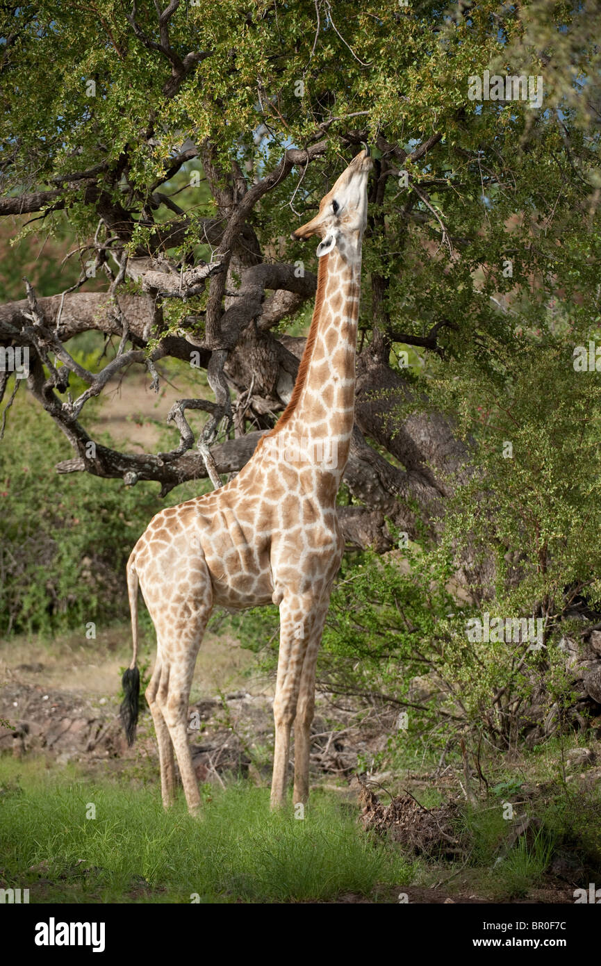 Southern giraffe browsing (Giraffa camelopardalis giraffa), Mashatu Game Reserve, tuli block, Botswana Stock Photo