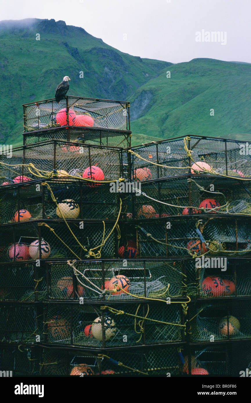 Bald Eagle on Crab Pots Stock Photo