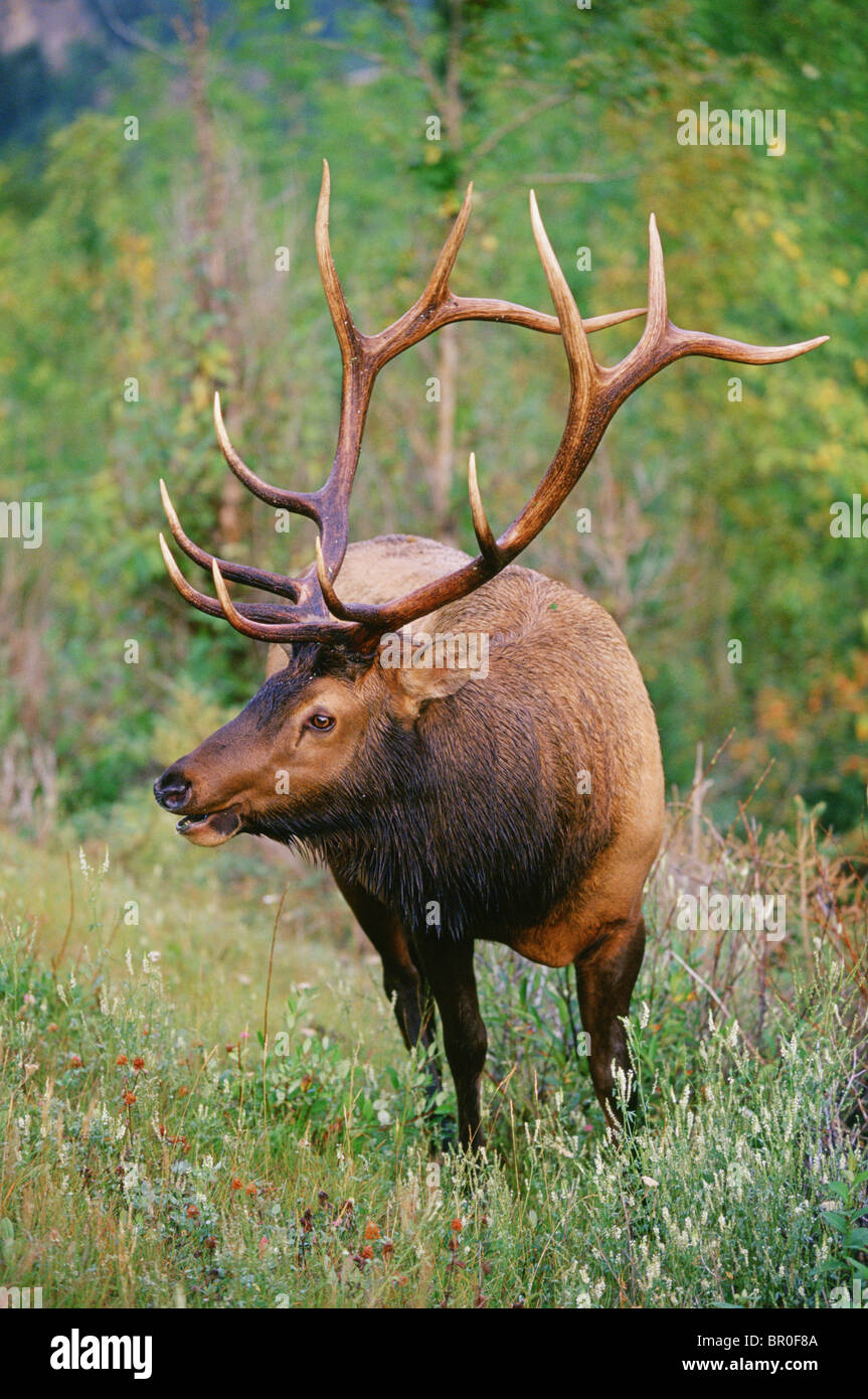 Elk in Alberta, Canada Stock Photo Alamy