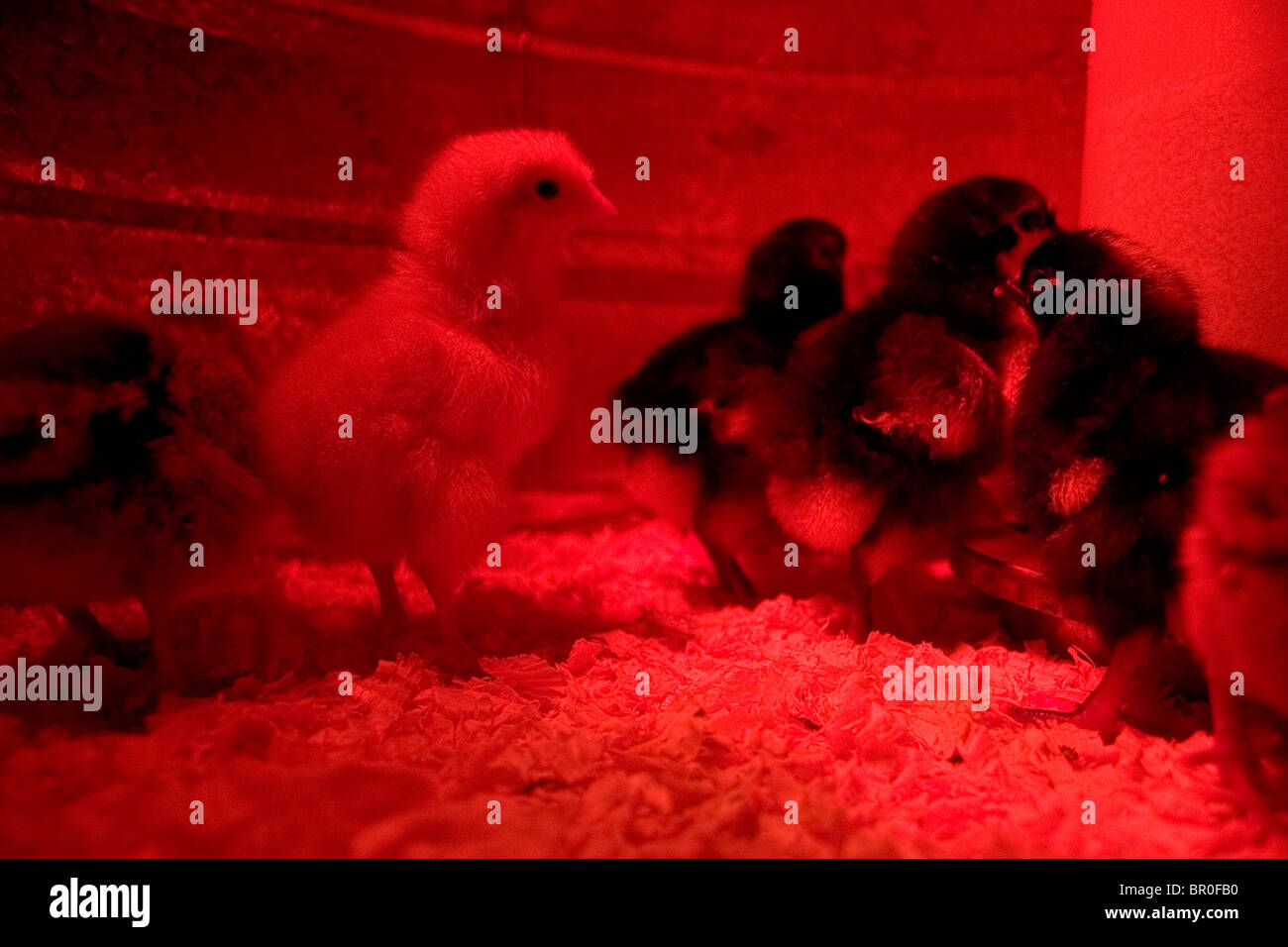 Baby chickens heat lamp hires stock photography and images Alamy