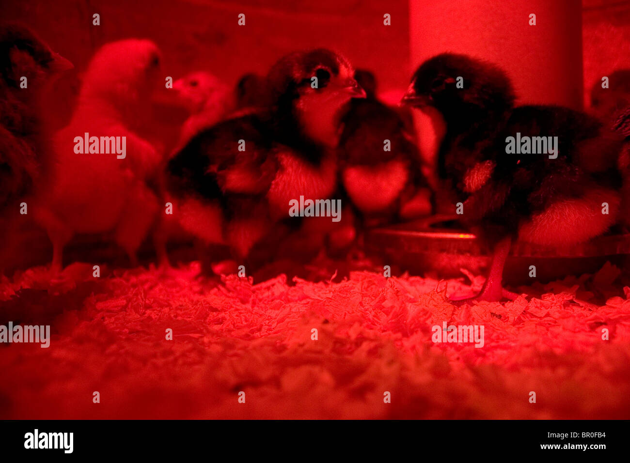 baby chicks stay warm under a heat lamp Stock Photo Alamy
