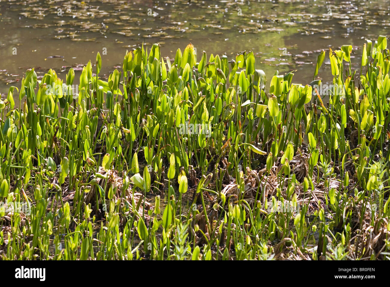Pond ferns Stock Photo