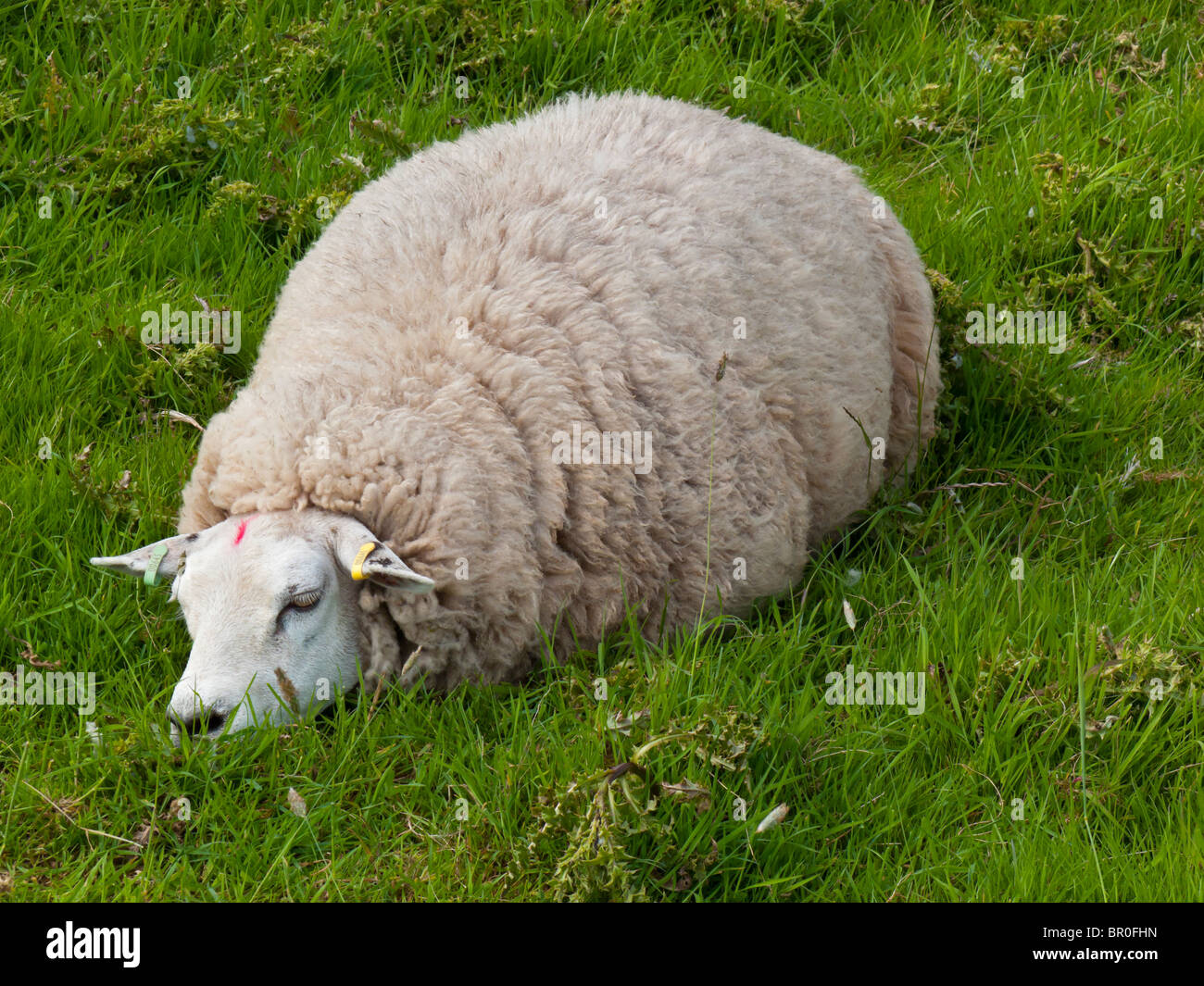 Adult sheep sleeping on green grass with eyes closed in peaceful repose Stock Photo