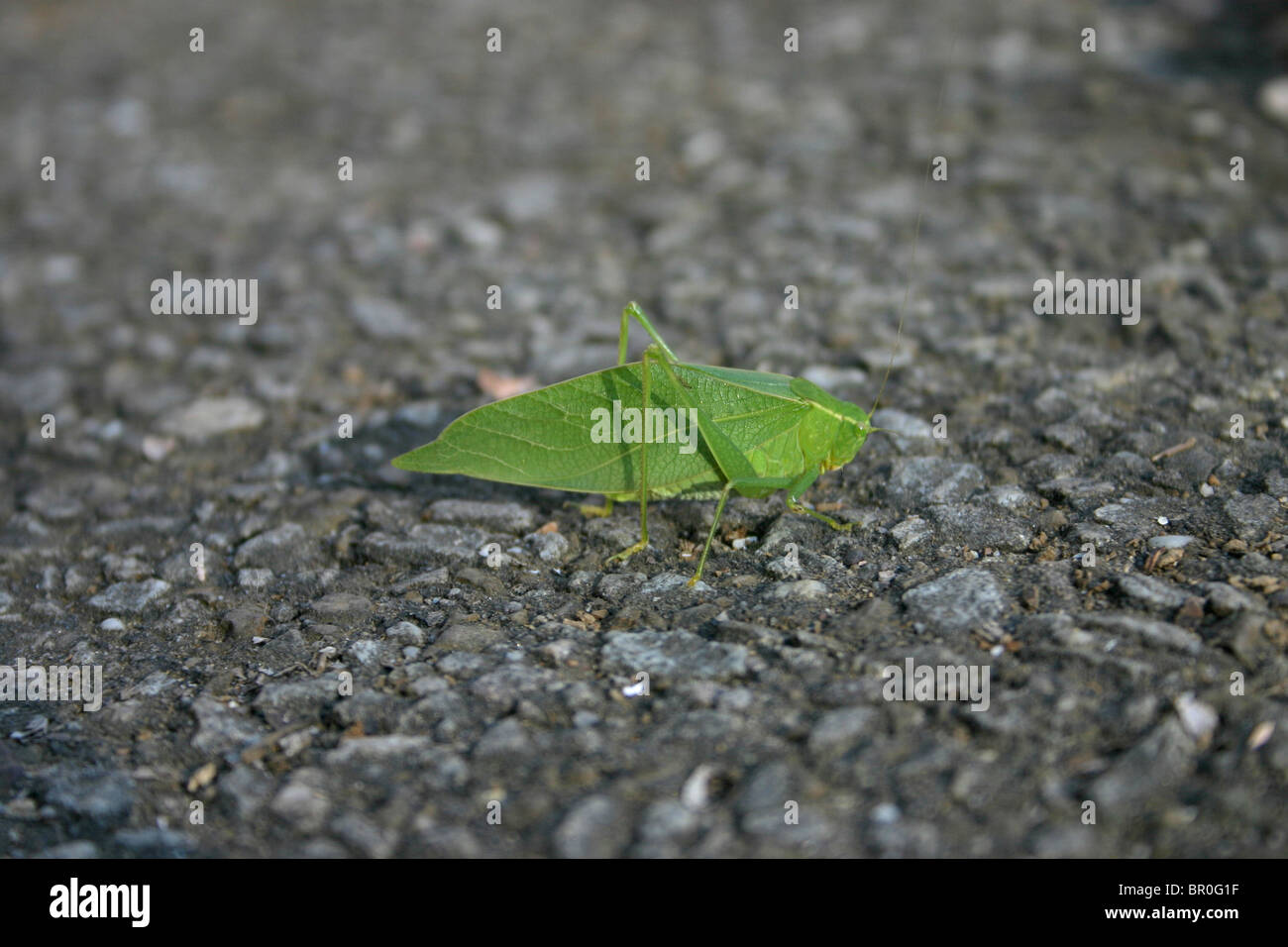 Green insect that looks like a leaf Stock Photo Alamy