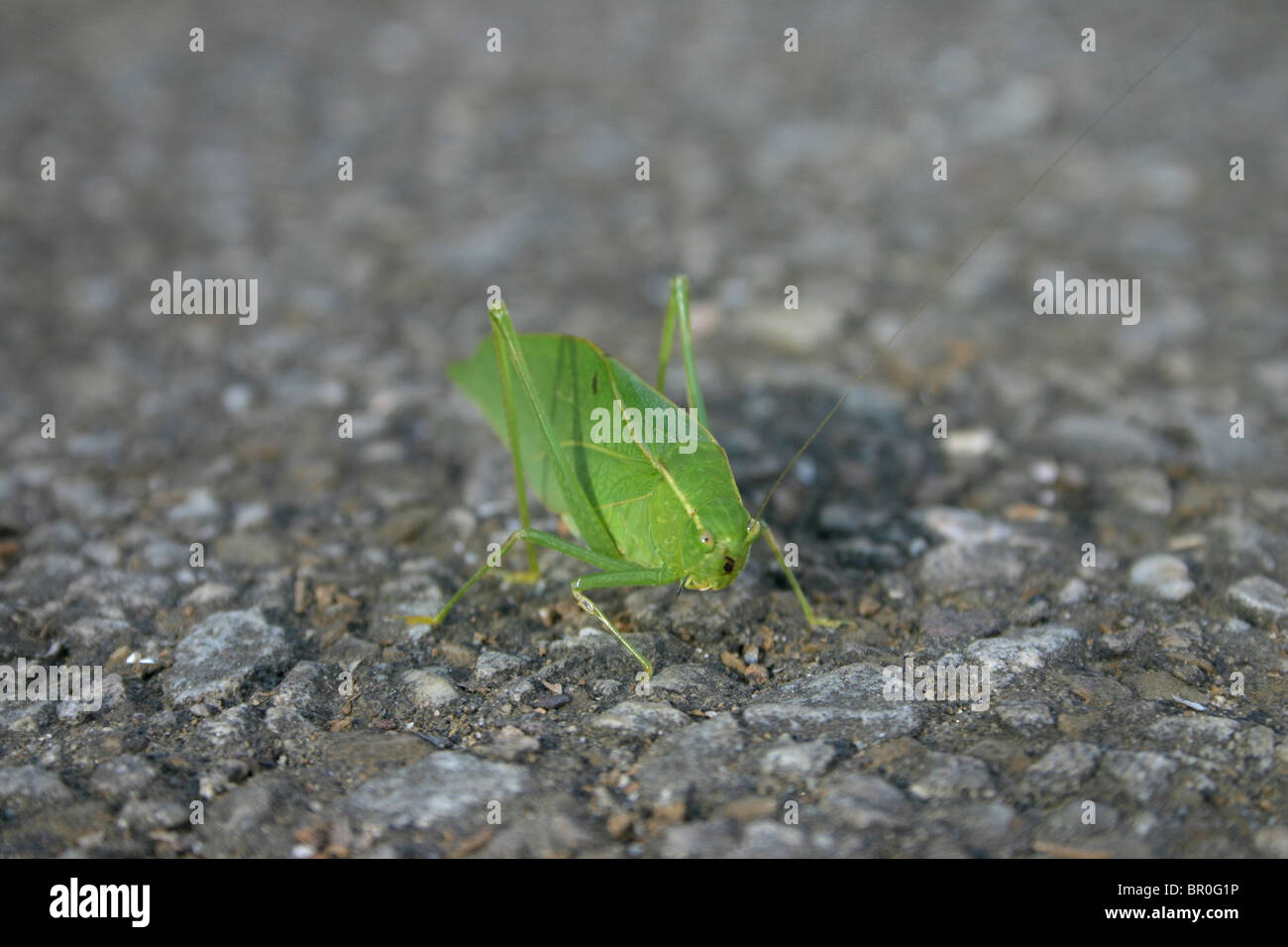 Green insect looks like leaf hires stock photography and images Alamy