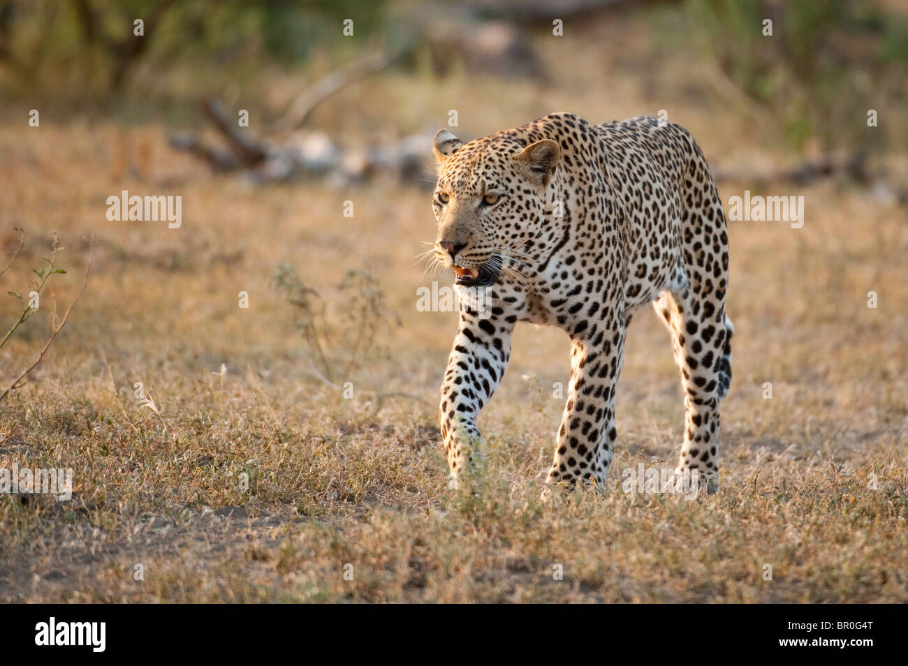 Leopard walking (Panthera pardus), Mashatu Game Reserve, tuli block, Botswana Stock Photo