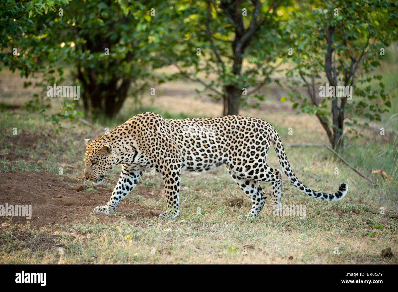 Leopard looking in a burrow (Panthera pardus), Mashatu Game Reserve, tuli block, Botswana Stock Photo