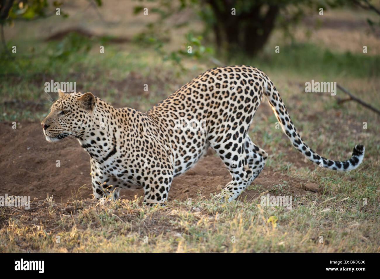 Leopard looking in a burrow (Panthera pardus), Mashatu Game Reserve, tuli block, Botswana Stock Photo