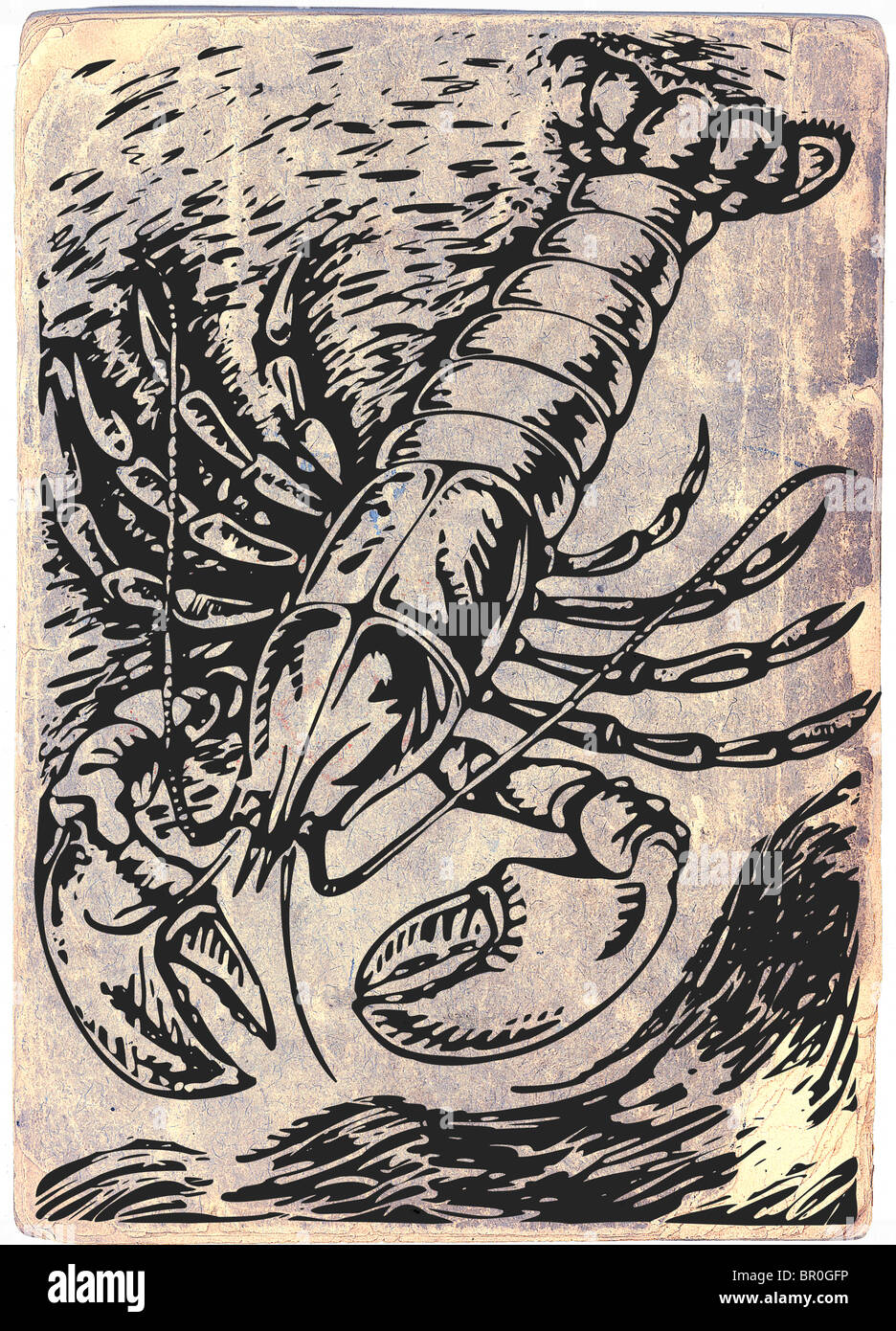 A drawing of a big lobster Stock Photo Alamy