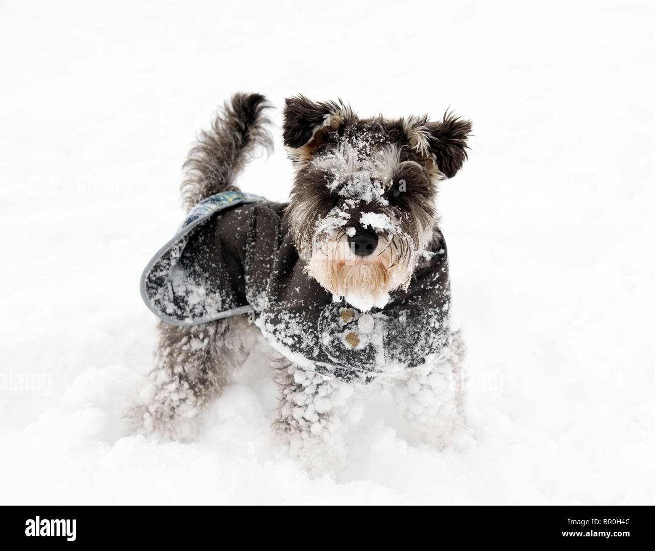 Miniature Schnauzer dog wearing jacket in the snow Stock Photo