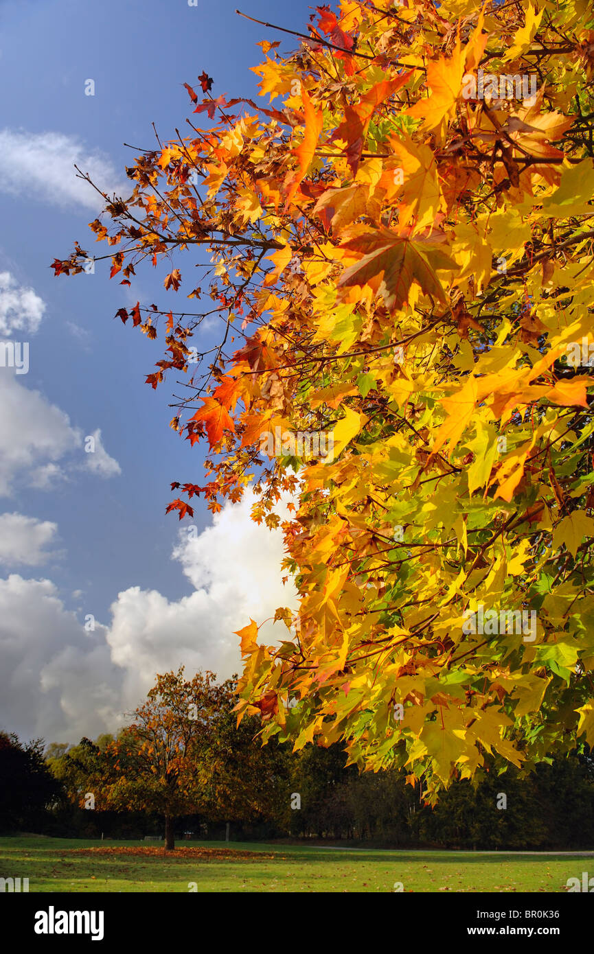 a tree in full autumn colour against a blue sky with white fluffy ...