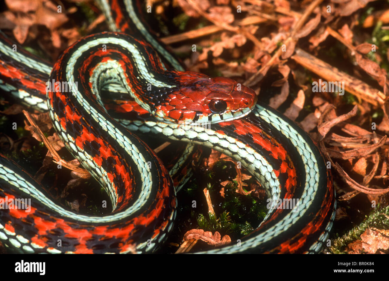 San Francisco Garter Snake High Resolution Stock Photography and Images -  Alamy