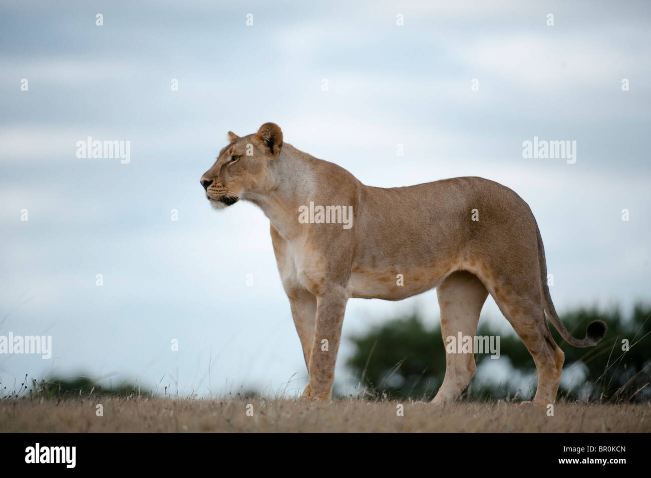 Lion (Panthero leo), Mashatu Game Reserve, tuli block, Botswana Stock Photo