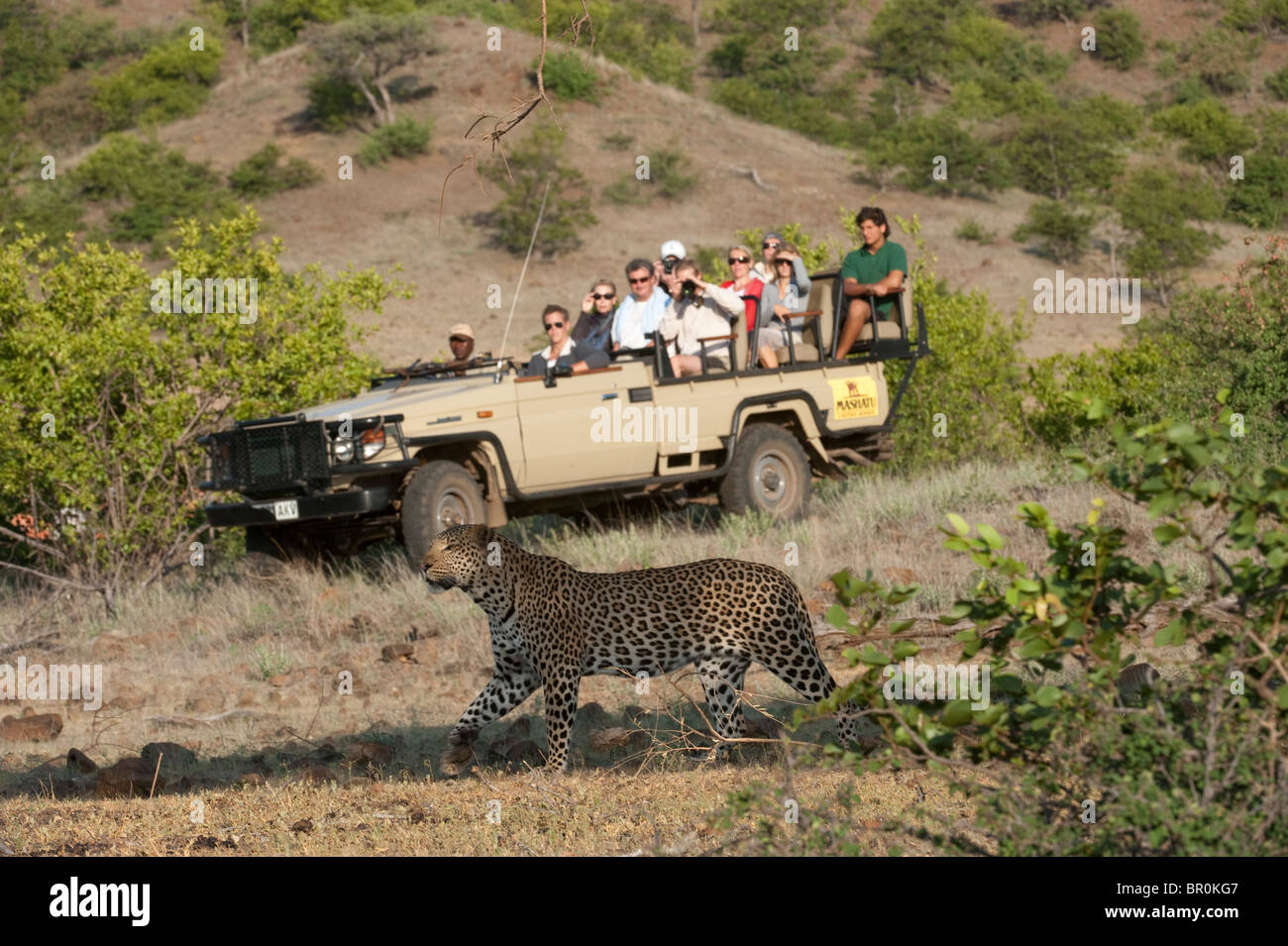 Tourists watching a Leopard on safari(Panthera pardus), Mashatu Game ...