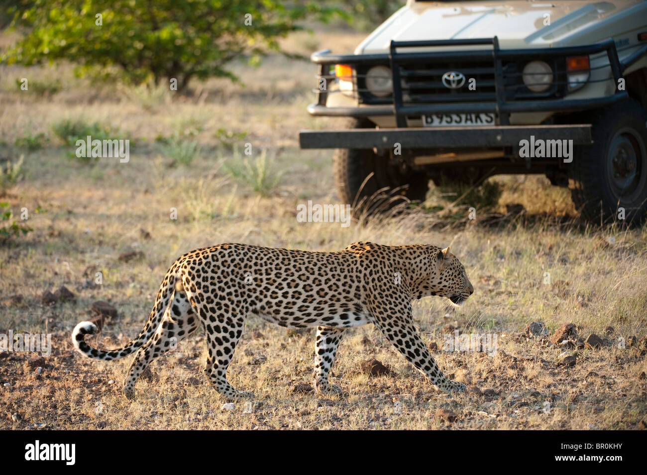 Tourists watching a Leopard on safari(Panthera pardus), Mashatu Game ...