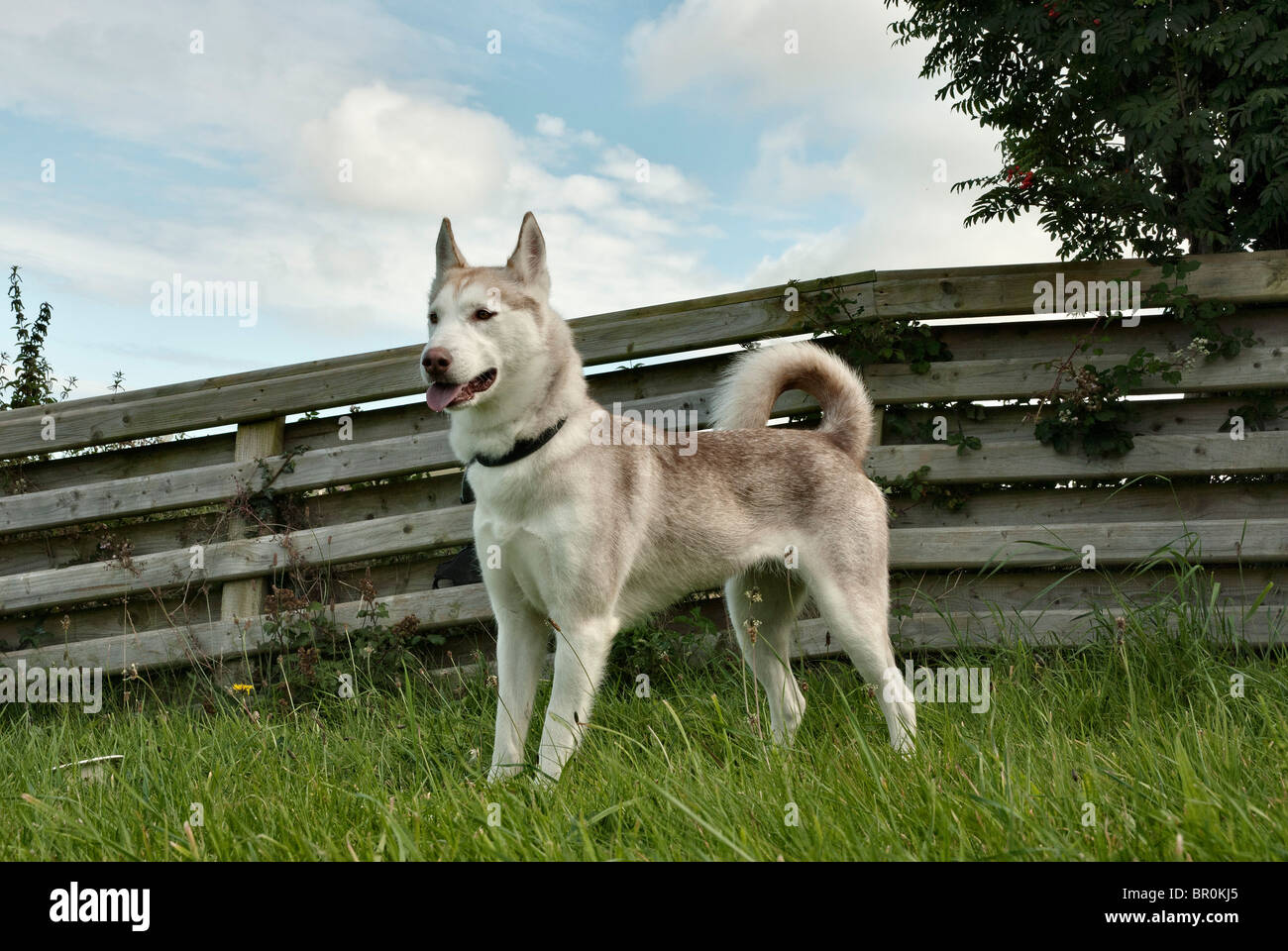Siberian Husky dog Jake, who was in Isle of Man dog shelter for many years Stock Photo