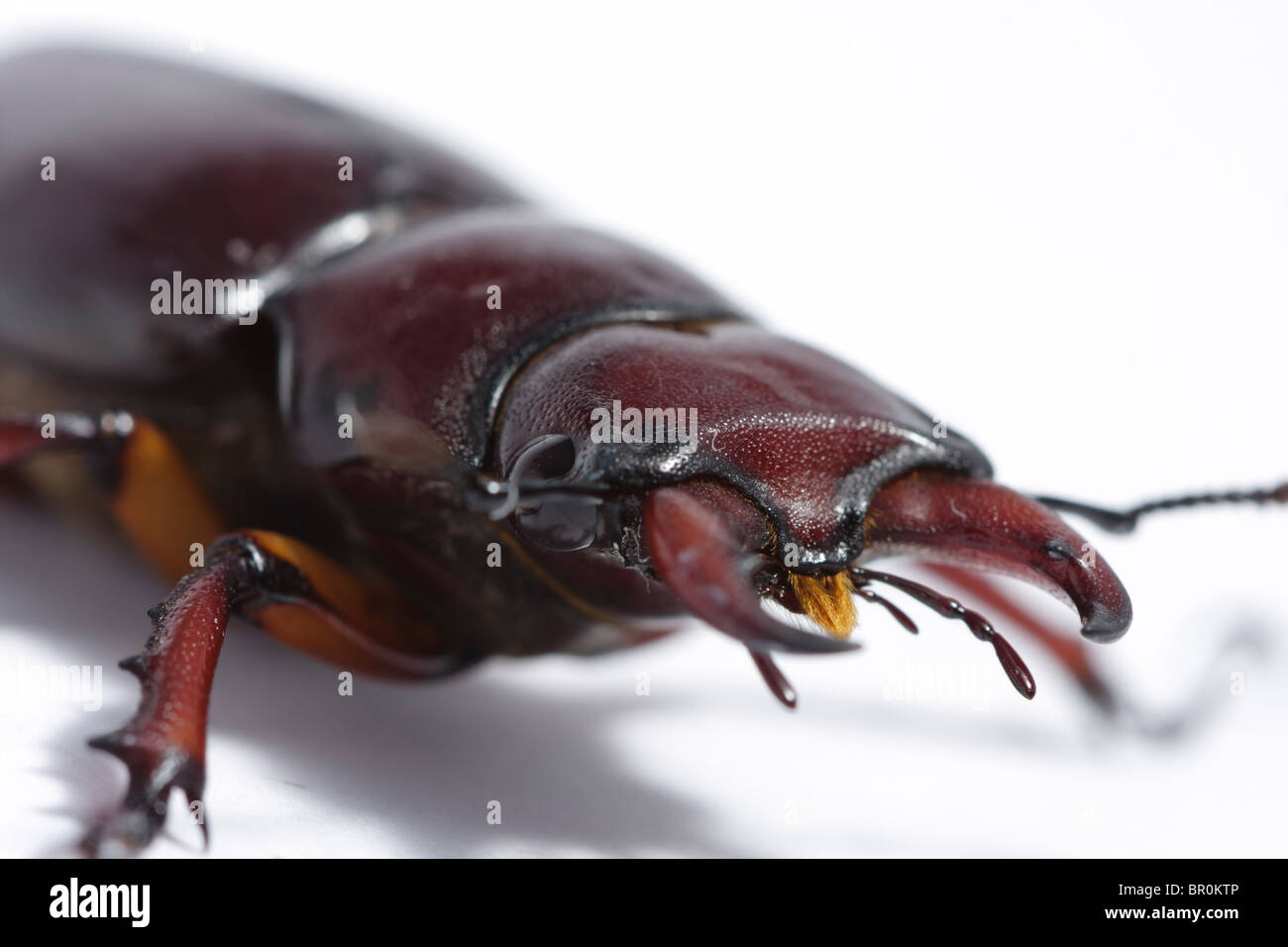 A close-up of a male reddish-brown stag beetle (Lucanus capreolus) on a white background. Stock Photo