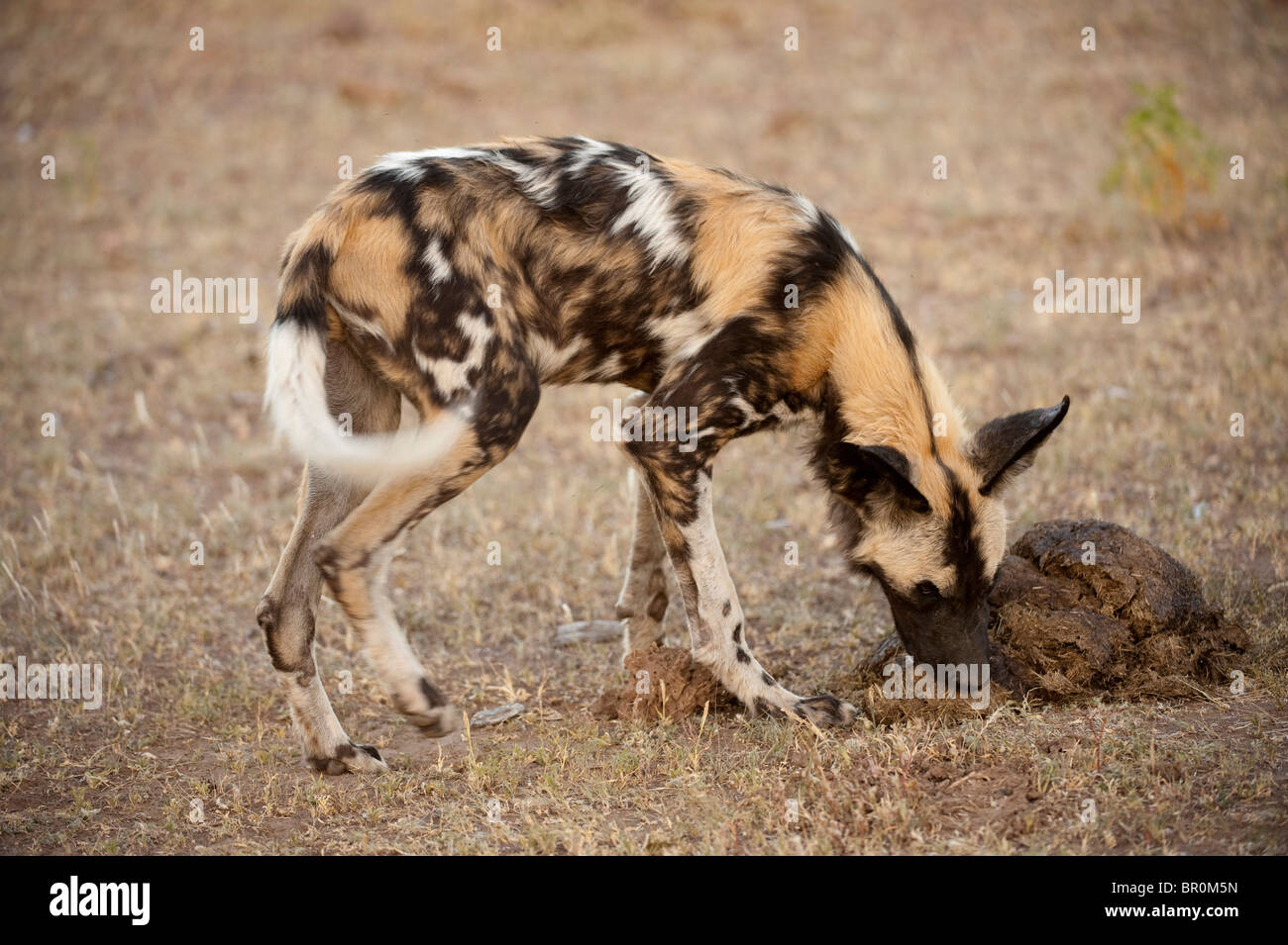What Do African Wild Dogs Eat Outlet Here