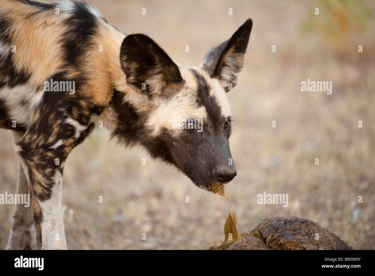Wild dog eating elephant dung (Lycaon pictus), Mashatu Game Reserve, tuli block, Botswana Stock